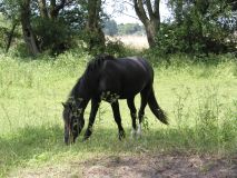 Pferd